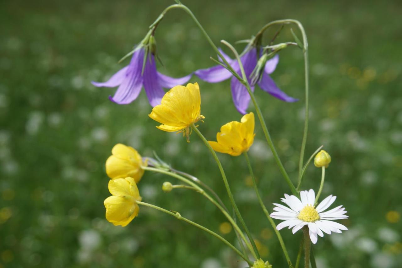 Appartements Blumenwiese Ramsau am Dachstein Eksteriør bilde