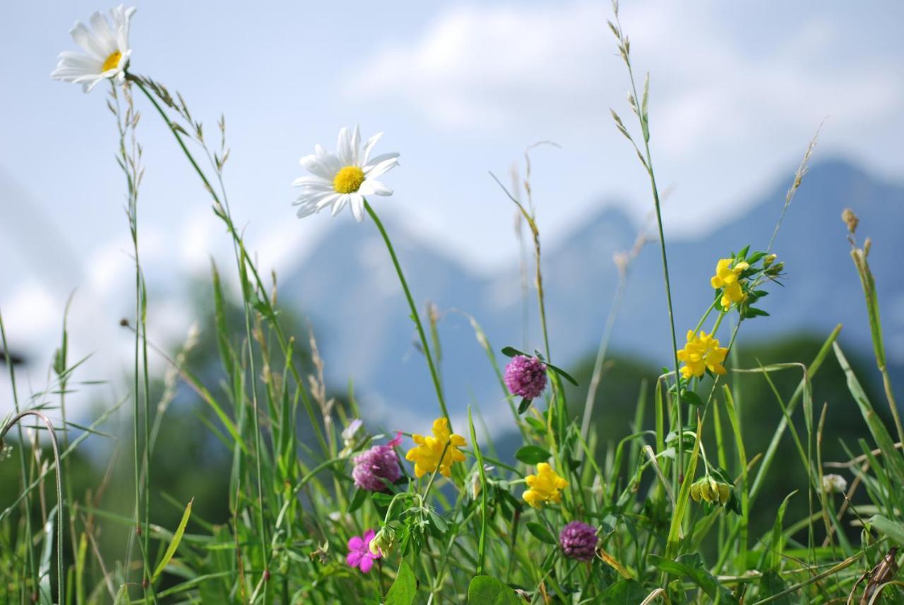 Appartements Blumenwiese Ramsau am Dachstein Eksteriør bilde