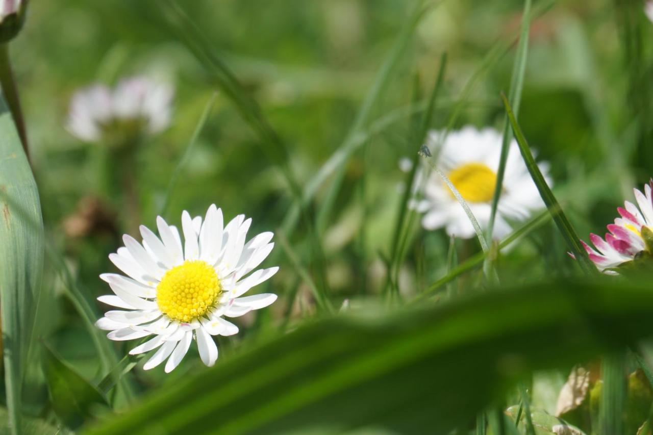Appartements Blumenwiese Ramsau am Dachstein Eksteriør bilde